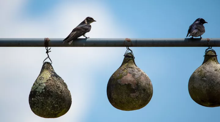 Charles bird photo