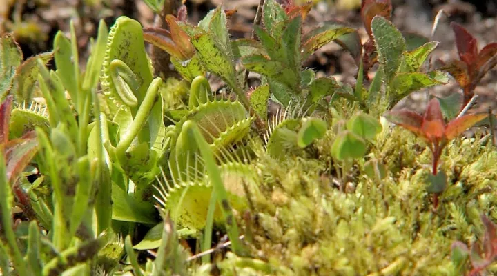 photo of venus flytraps in the wild