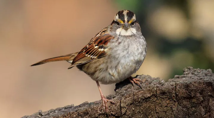 White-throated sparrow