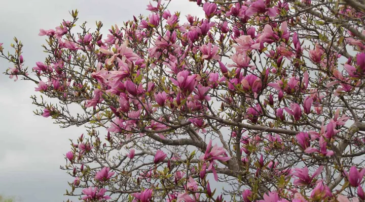 A tulip tree in flower.