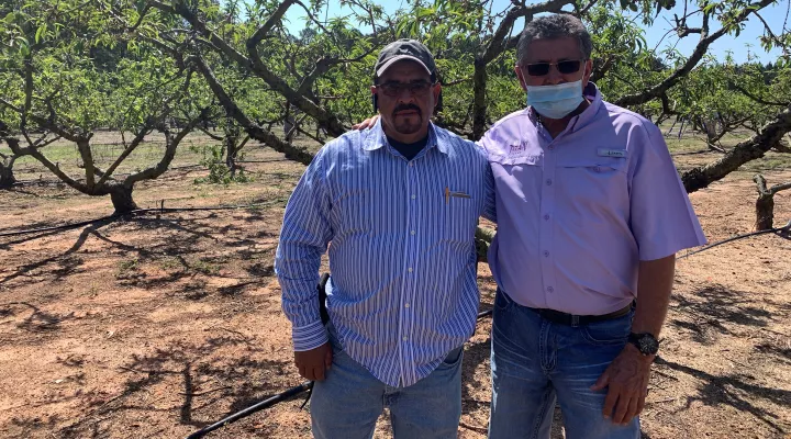  Ariel Berra (L) and Amancio Palma keep things moving from thinning season to harvest at Titan Farms.