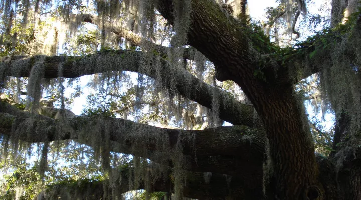  FILE - A live oak with Spanish moss near Penn Center in Beaufort, SC