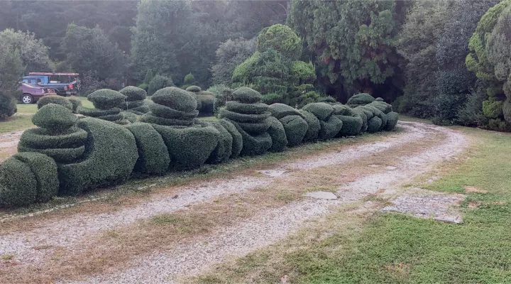  Topiaries at Pearl Fryar's Garden in Bishopville, South Carolina.