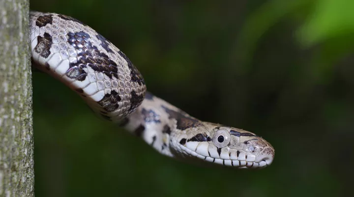  A juvenile eastern rat snake