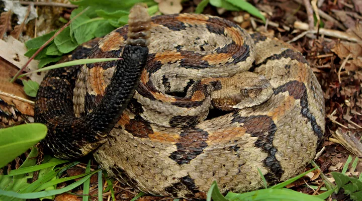  A typically marked timber rattlesnake