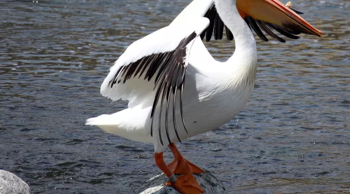  An American white pelican