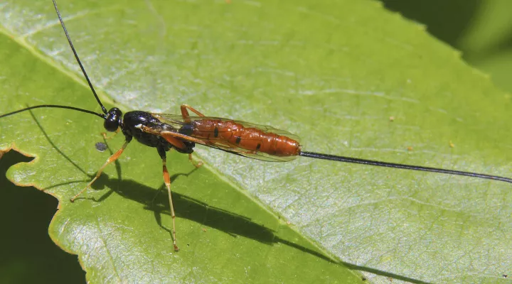  An ichneumon wasps