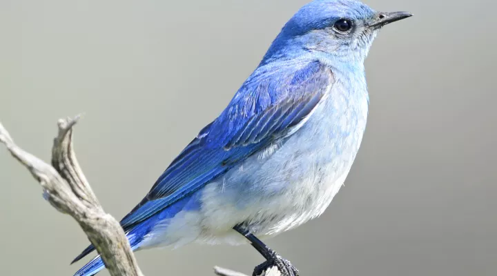 A male mountain bluebird