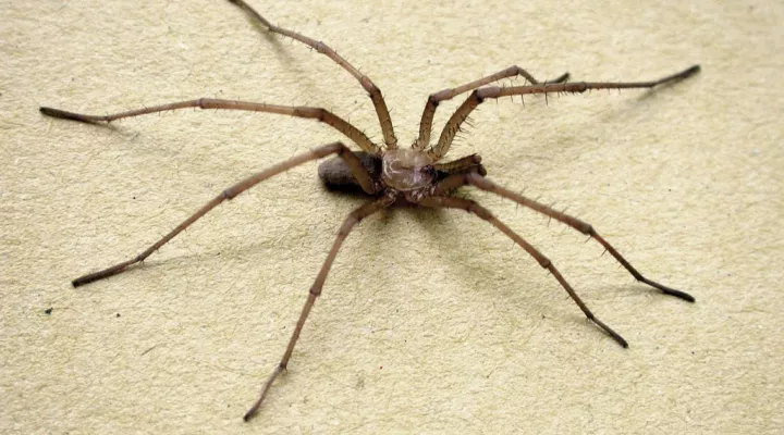 A male, southern house spider, Kukulcania hibernalis	