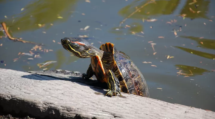  A red-eared slider