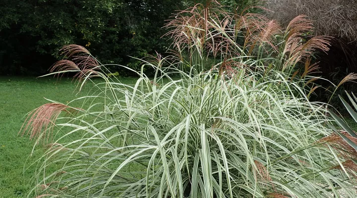  Chinese silver grass