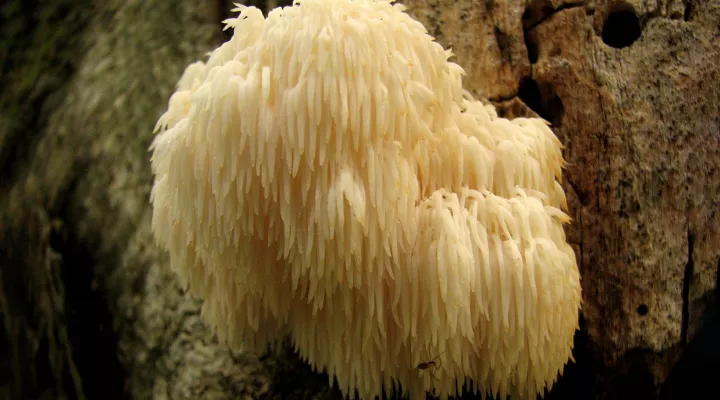  A lion's man mushroom, Hericium erinaceus