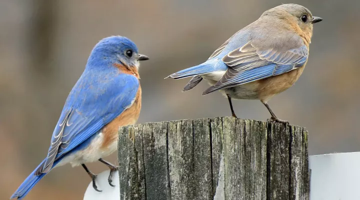  A pair of eastern bluebirds; female on the right