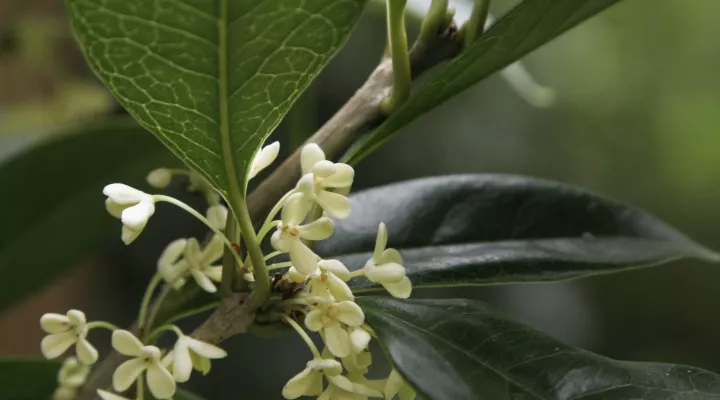  A tea olive shrub in bloom