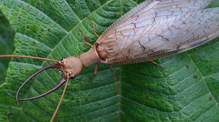  A male Dobsonfly