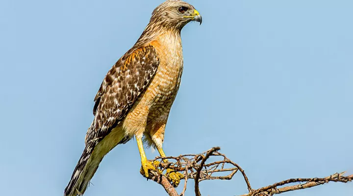  A red-shouldered hawk