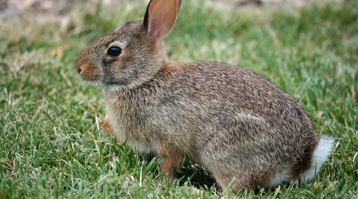 An eastern cottontail rabbit