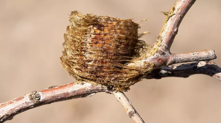  A Chinese mantis egg case