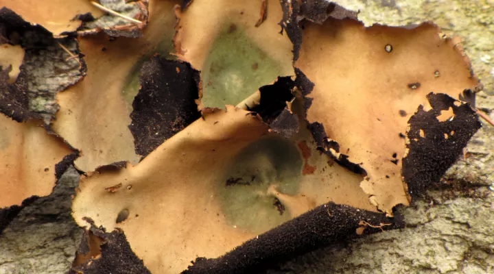  A close-up of "rock tripe" fungus