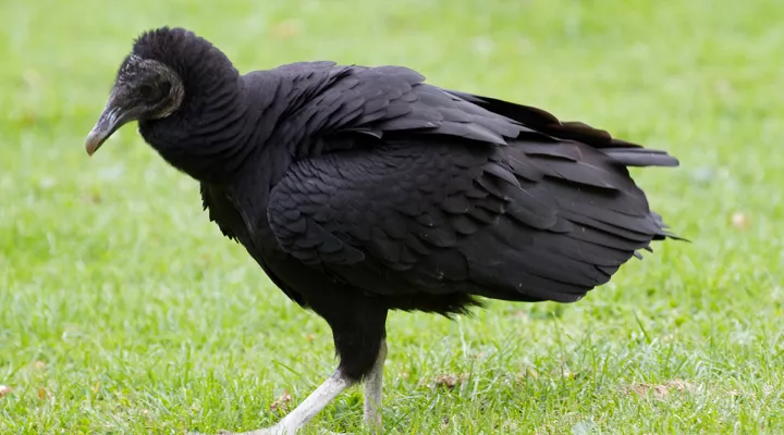  A black vulture