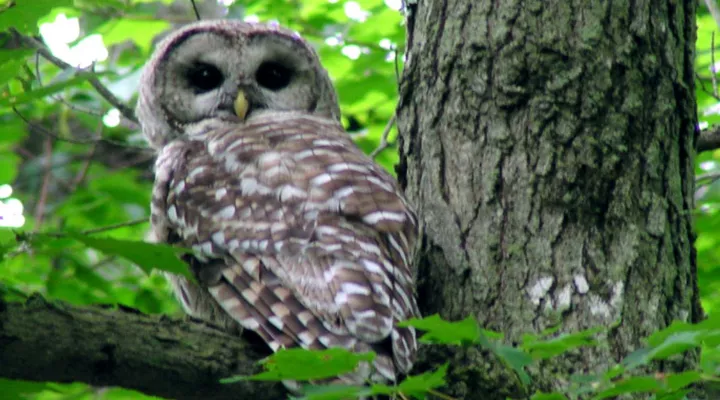 A bard owl