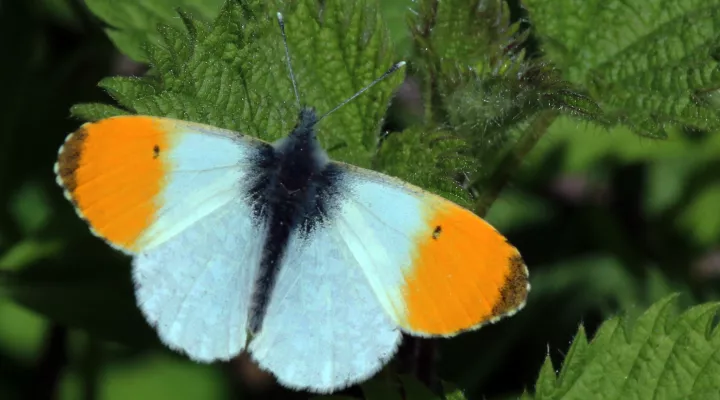  A falcate orangetip butterfly