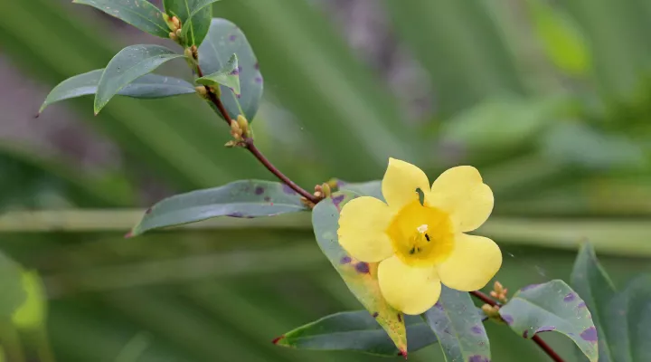 Yellow jessamine (Gelsemium sempervirens)