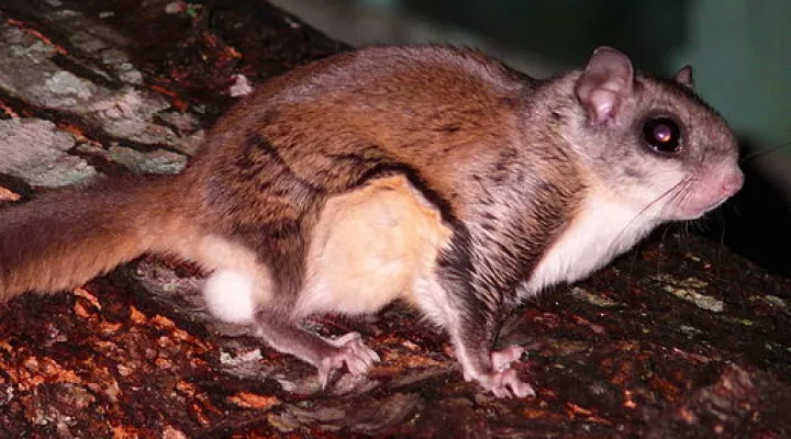  Southern flying squirrel