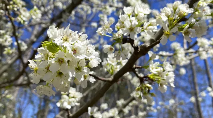 A callery pear is seen in Johns Creek, Ga. on Sunday, March 13, 2021. A stinky but handsome and widely popular landscape tree has become an aggressive invader, creating dense thickets that overwhelm native plants and bear four-inch spikes that can flatten tractor tires. (AP Photo/Alex Sanz)