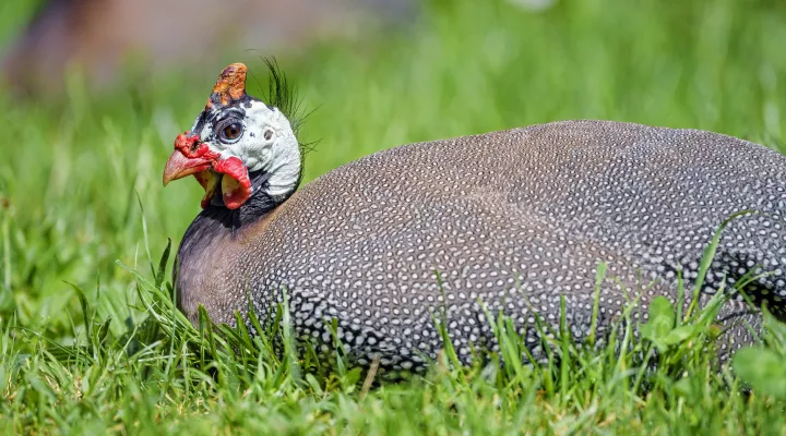  A guineafowl