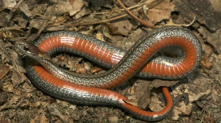  A northern red-bellied snake