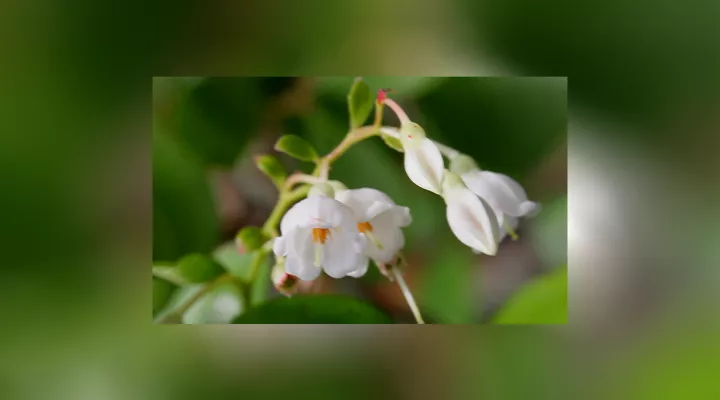  Vaccinium arboreum, or sparkleberry