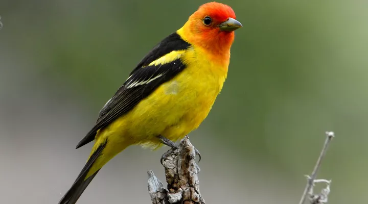  A male, western tanager