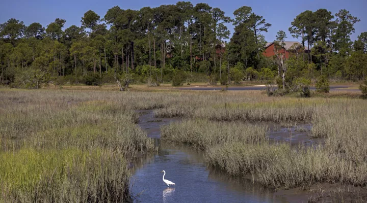 A snowy egret forages in a salt marsh, Wednesday, May 11, 2022, in Parris Island, S.C. Salt marsh makes up more than half of the base's 8,000 acres (3,200 hectares), and the island's highest point, by the fire station, is just 13 feet (4 meters) above sea level. (AP Photo/Stephen B. Morton)