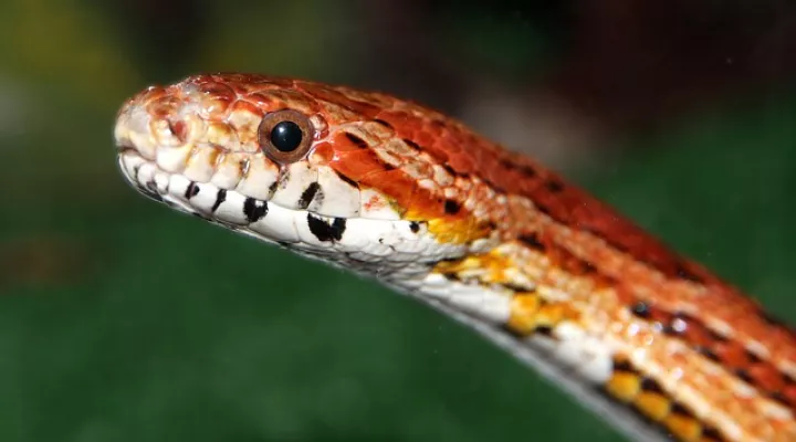  The Corn Snake eats small birds and mammals.