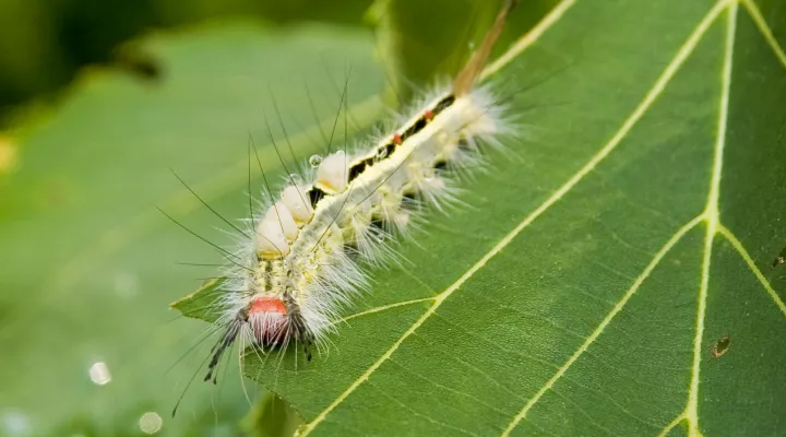  A white-marked tussock caterpillar
