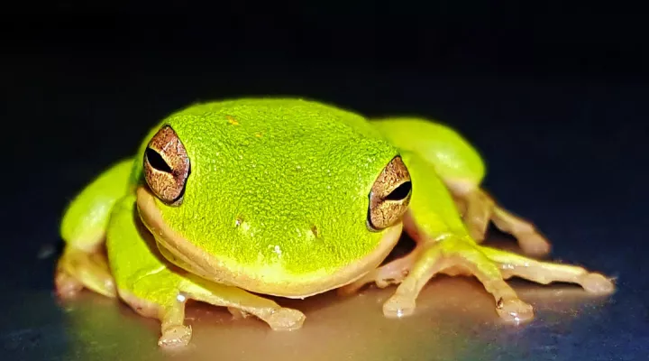  American green tree frog