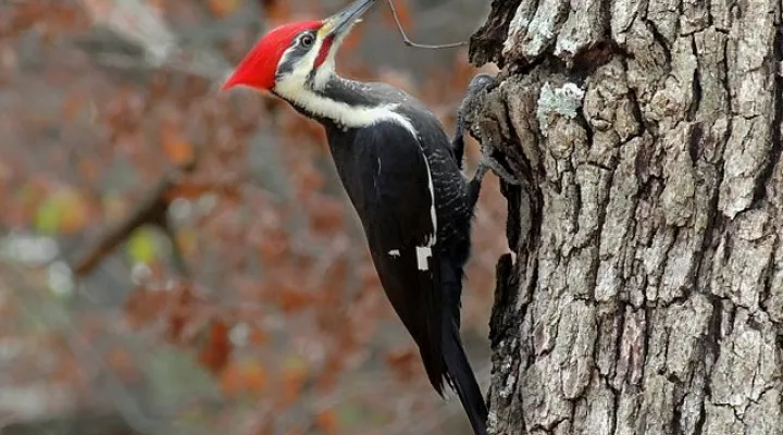  A pileated woodpecker