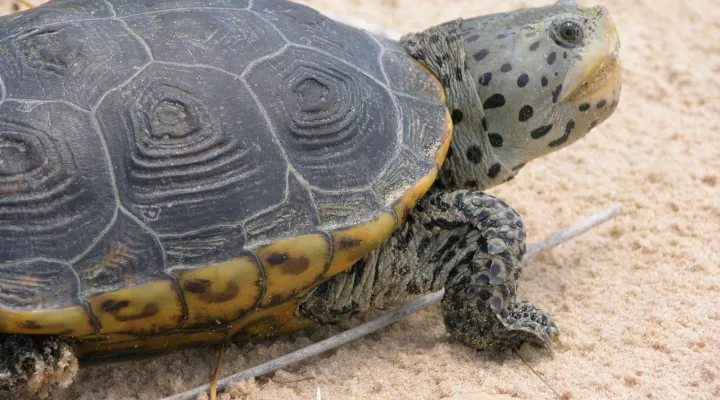  A diamondback terrapin