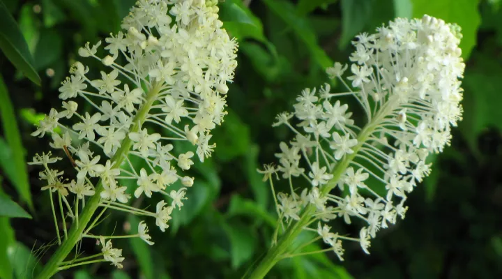  Turkeybeard blossoms