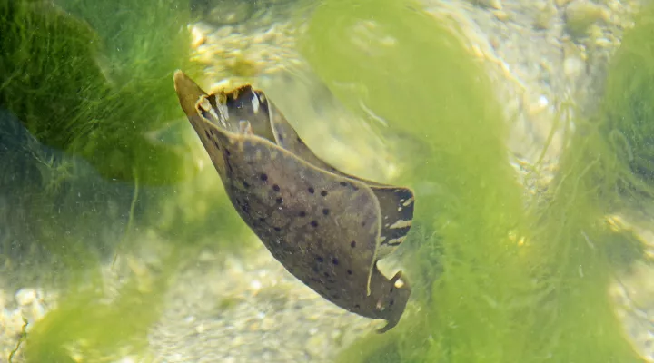  A sooty sea hare