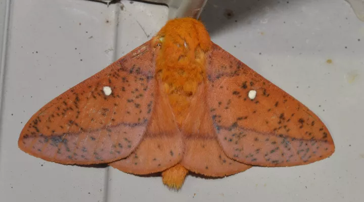  A spiny oakworm moth