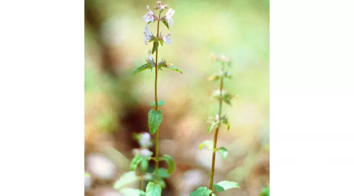  Florida betony (stachys floridana)