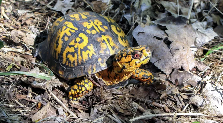  An  eastern box turtle, Terrepene carolina