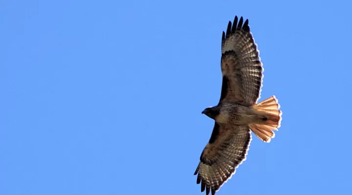 A red-tailed hawk