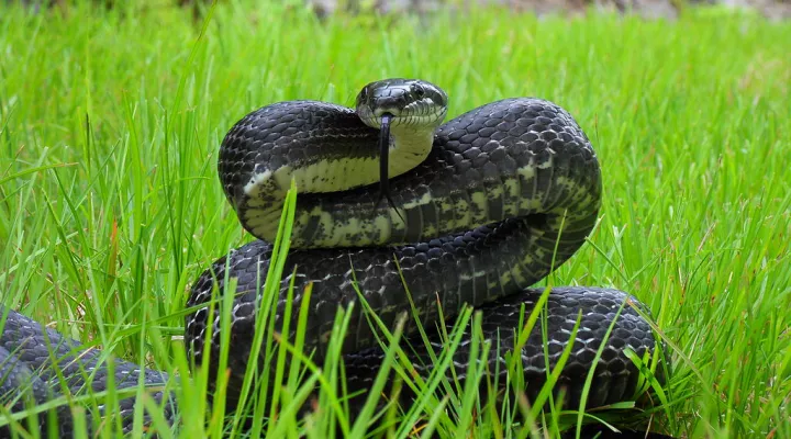  An eastern ratsnake