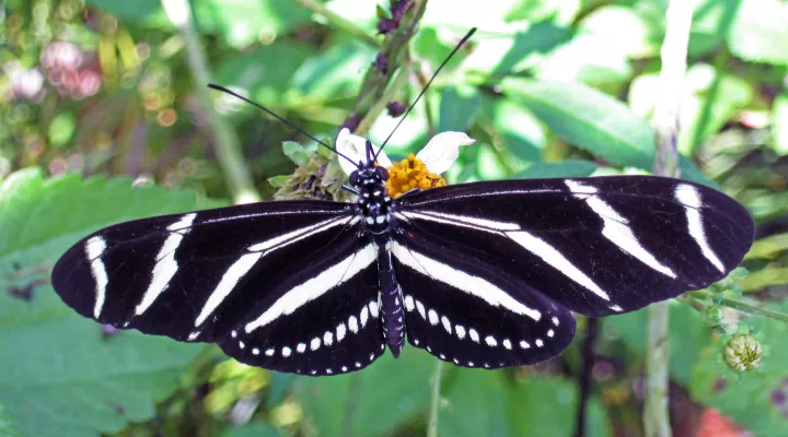  A zebra longwing butterfly