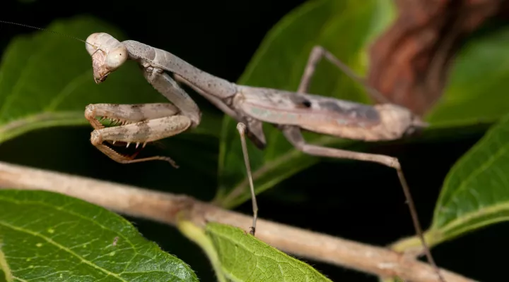  Adult female Carolina mantis (Stagmomantis carolina) at Shelby Park in Nashville, Tennessee