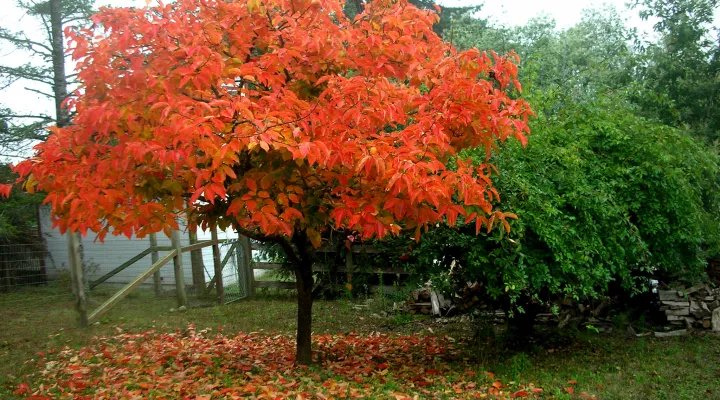  A persimmon tree's fall foliage