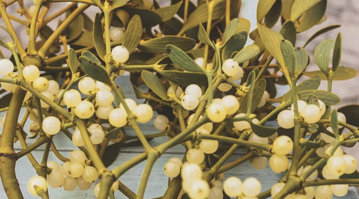  Mistletoe with berries